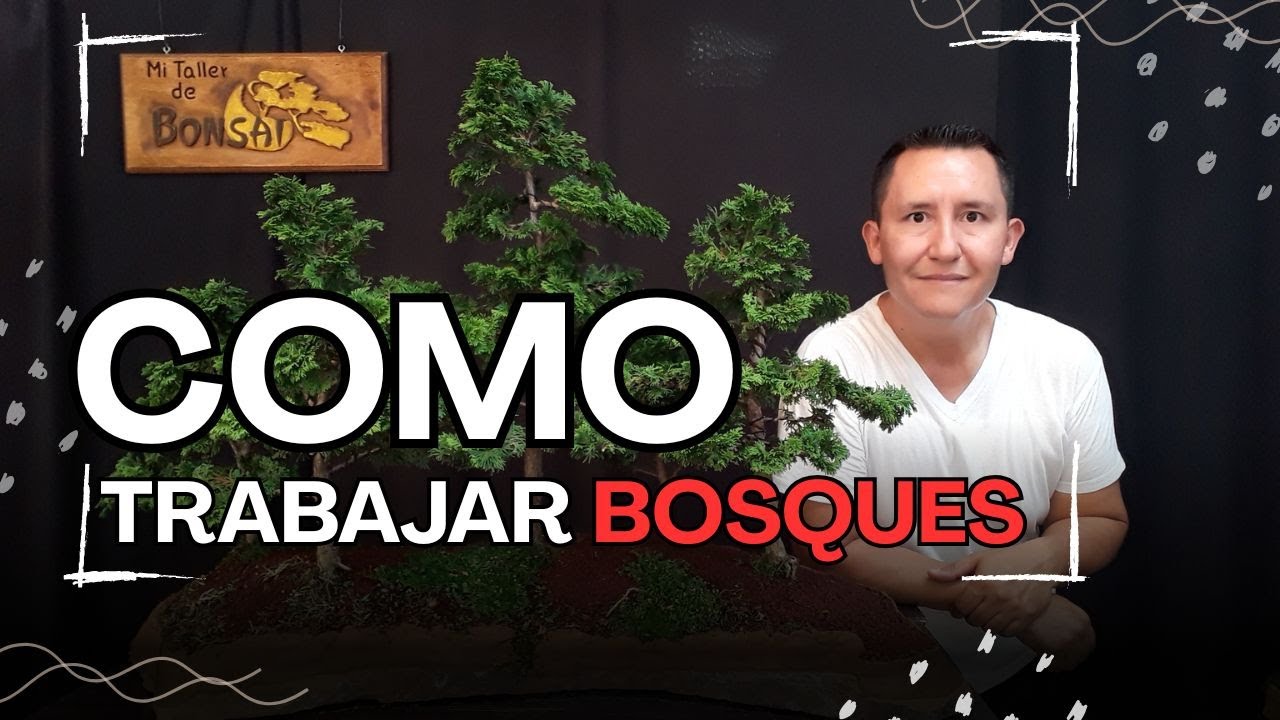 COMO trabajar BOSQUES