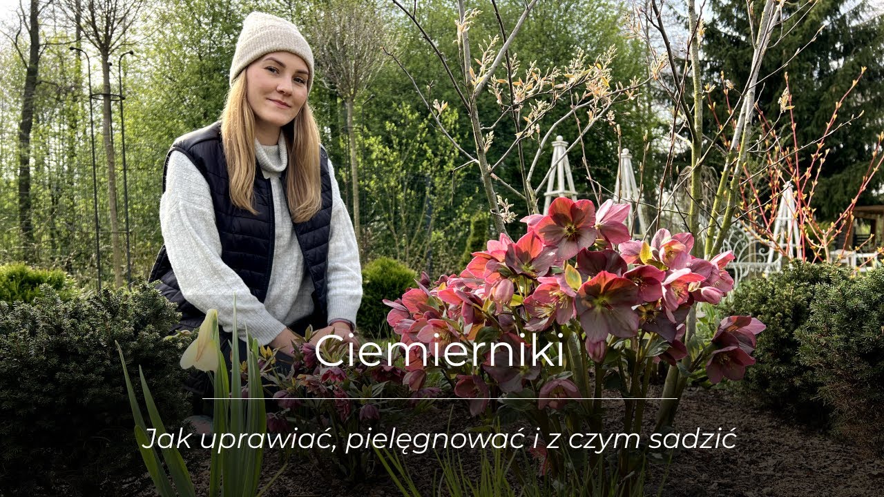 Ciemierniki | wymagania, pielęgnacja i stanowisko | z czym łączyć ciemierniki na rabatach