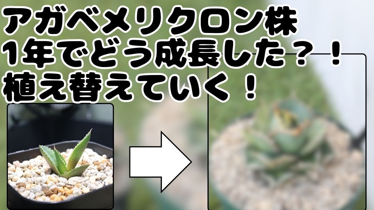 メリクロンの成長速度は？！植え替えながら語る動画。