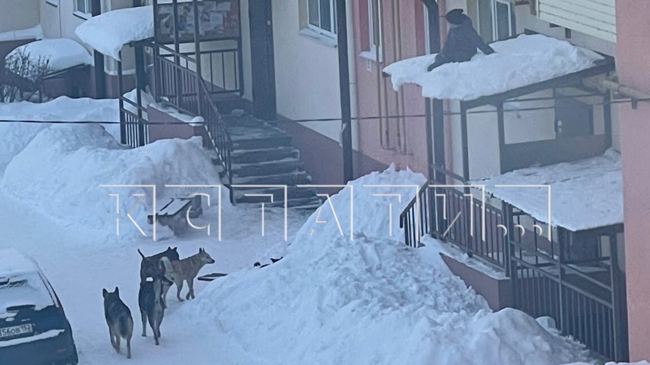 Ребенок, на которого напала стая бездомных собак, несколько часов просидел на козырьке подъезда