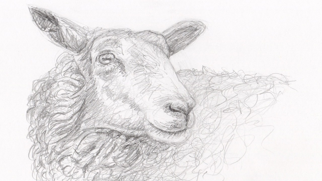 How to Draw a Sheep Step by Step