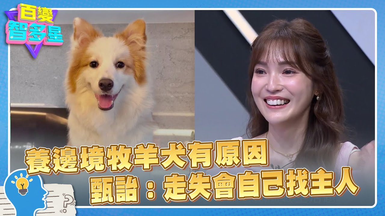 不是A就是B》養邊境牧羊犬有原因　甄詒：走失會自己找主人