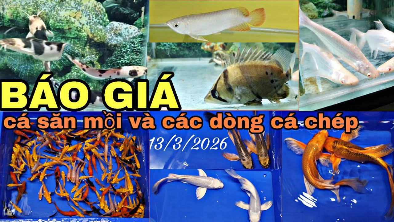BÁO GIÁ CÁ SĂN MỒI VÀ CÁC DÒNG CÁ CHÉP MỚI NHẤT 13/3/2026