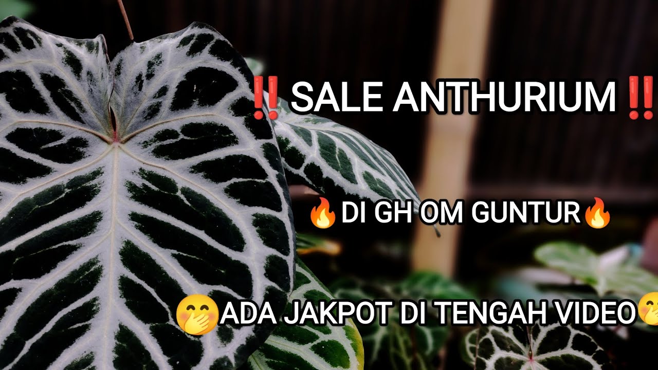 ‼️SALE ANTHURIUM ‼️ DI GH OM GUNTUR🔥🔥🔥