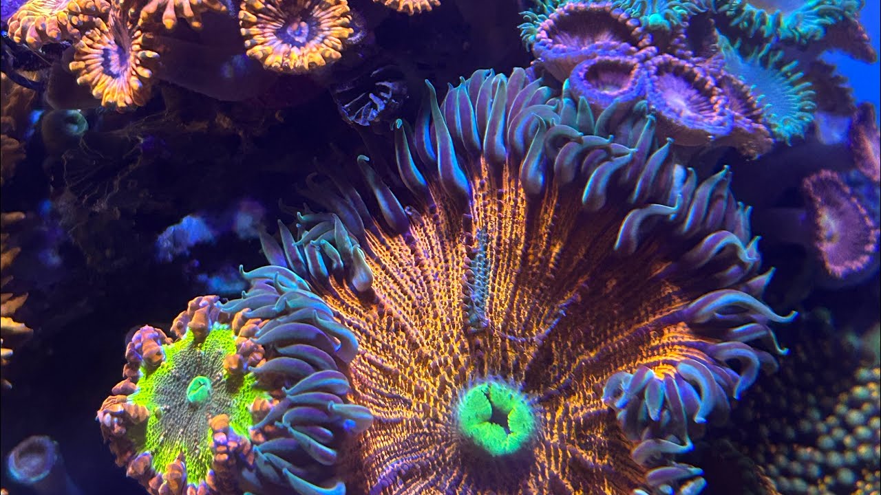Pico Reef Orb 5.5 Gallon, Holiday Night Colors Update