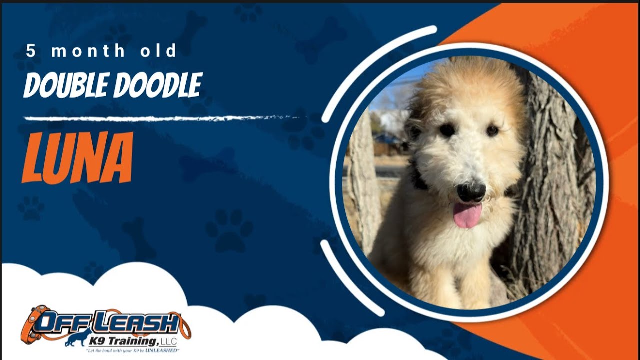 Double Doodle 🐾Off Leash Training | Best Dog Trainer | Reno, NV🐾