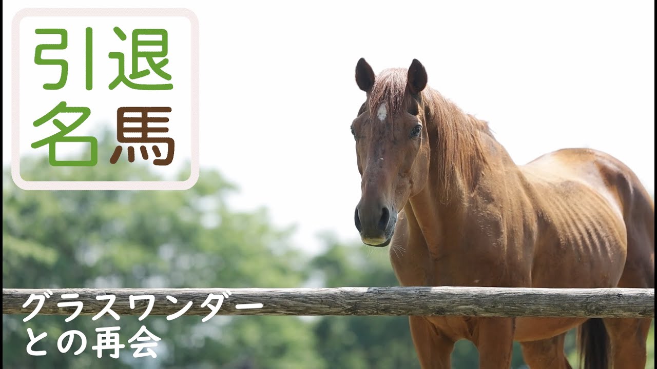 引退名馬コラム　～グラスワンダーとの再会～（2024年6月撮影）