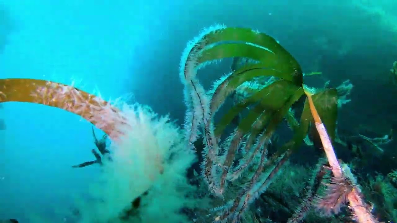Diving the North Shoal, Orkney