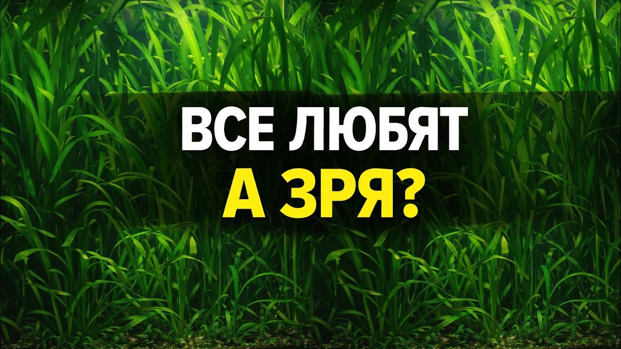 Почему валлиснерия — НЕ сорняк. И именно поэтому она опасна