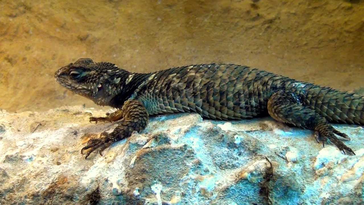 Blue Spiny Lizard in Wroclaw Zoo Legwan Błękitny Sceloporus Cyanogenys