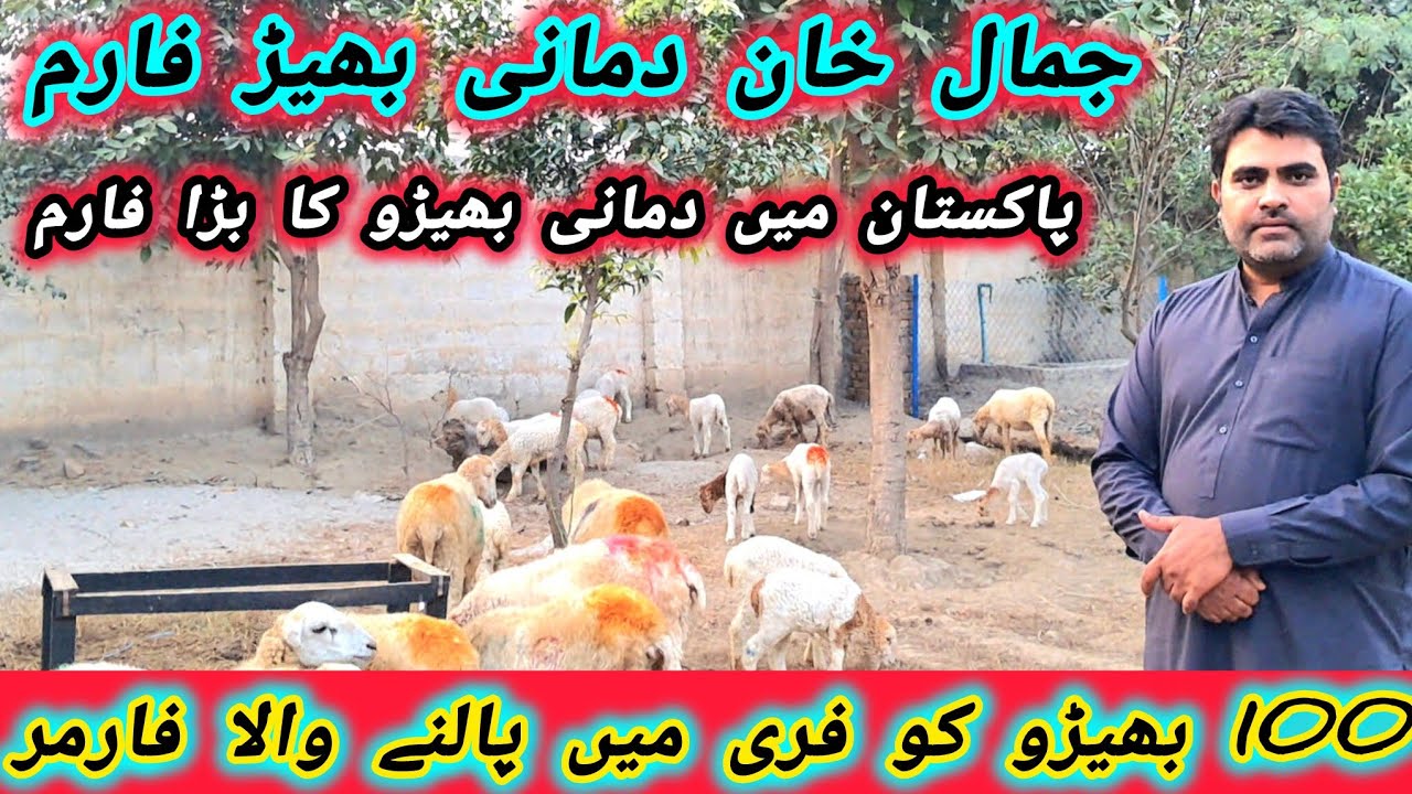 Jamal Khan Damani sheep form of Di khan special visit