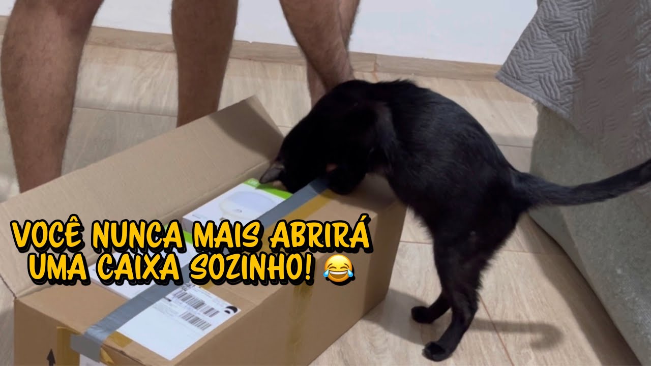 Quando chega uma encomenda e você tem gatos. 😂😂😂😂