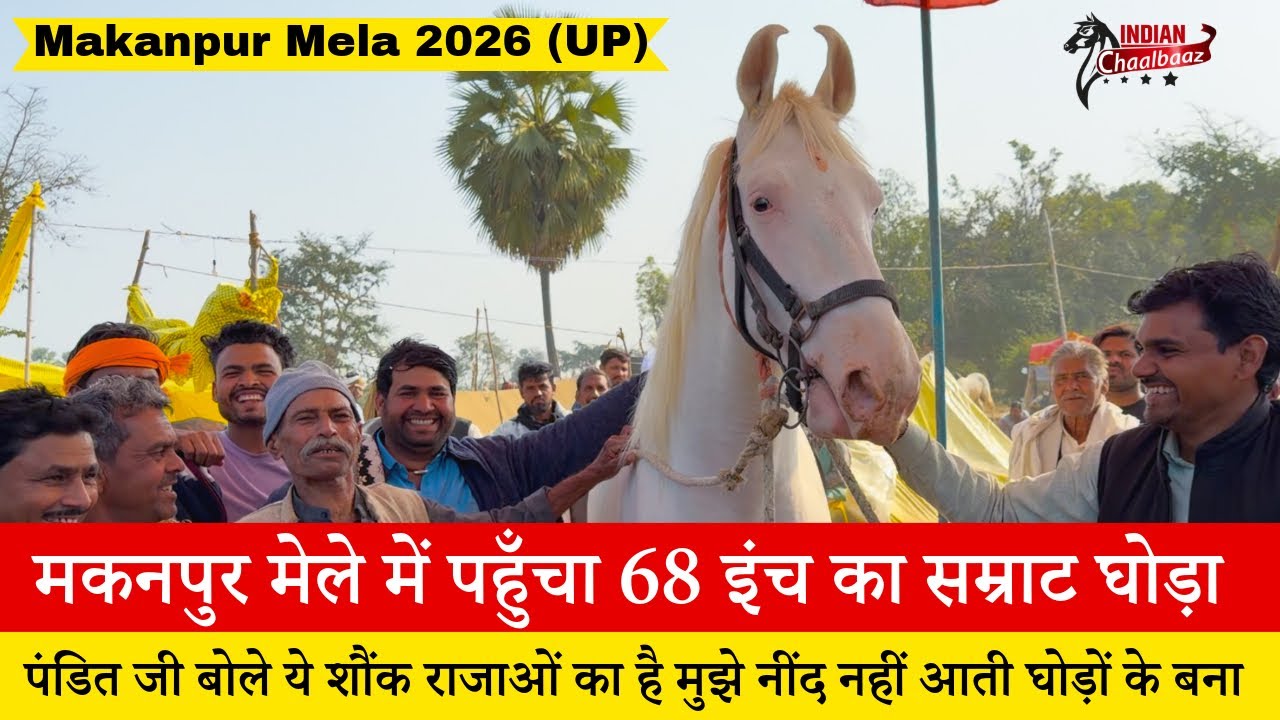 मिलिए 68 इंच के सम्राट घोड़े से जिसके बिना पंडित जी को नहीं आती है Makanpur Mela 2026 (UP)