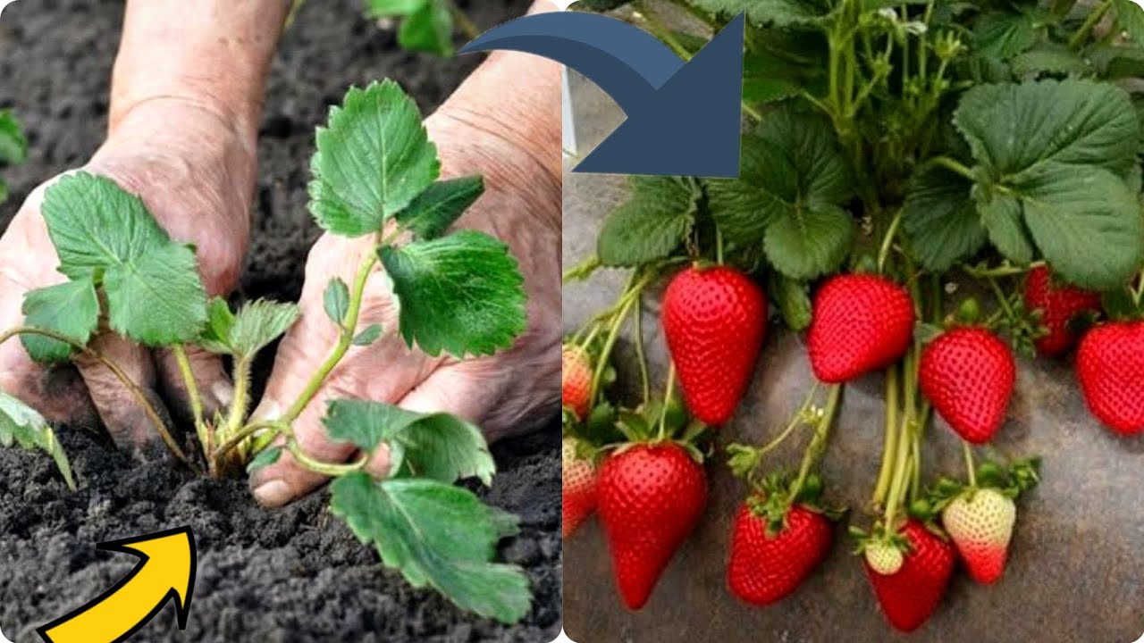 Çilekleri Böyle Yetiştirin Verime Hayran Kalacaksınız🍓 Çilek Nasıl Dikilir Ve Nasıl Bakımı Yapılır