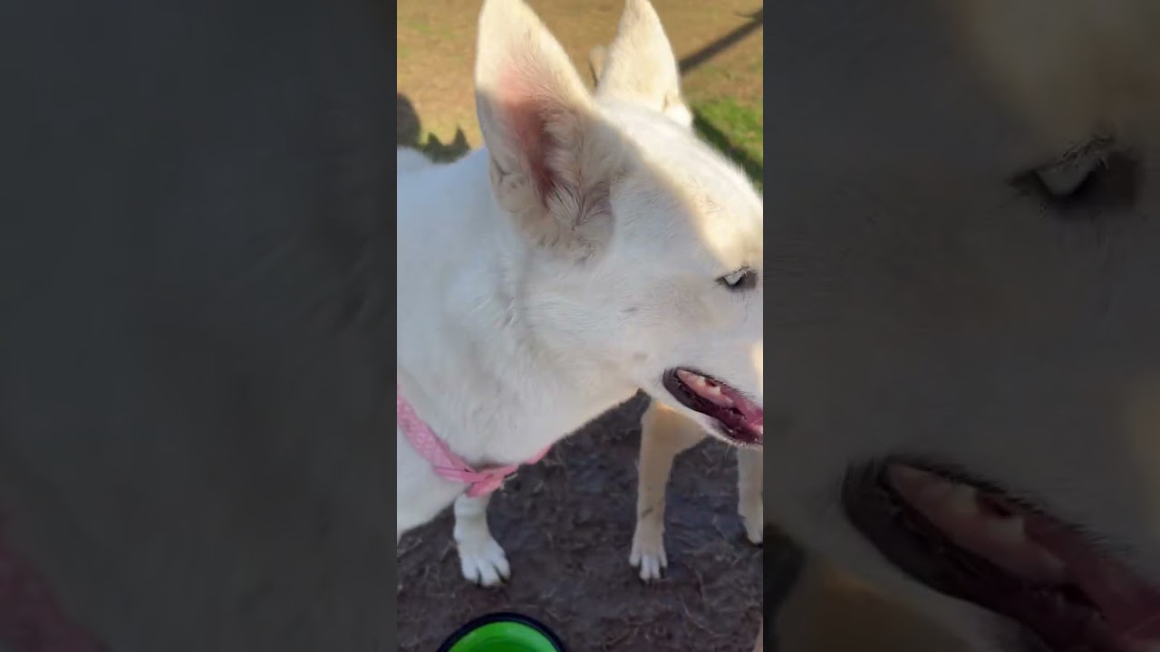 Ginny meets the huskies 