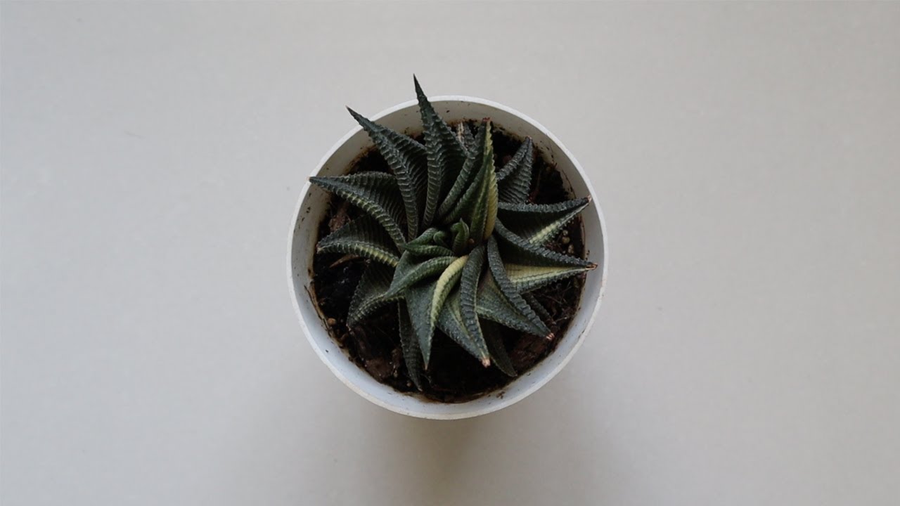 Howarthia limifolia variegated - 29