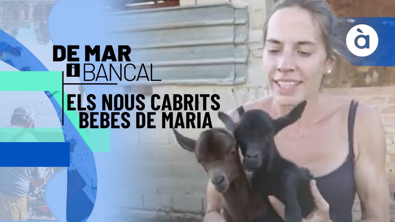 Els nous cabrits bebés de Maria - De mar i bancal
