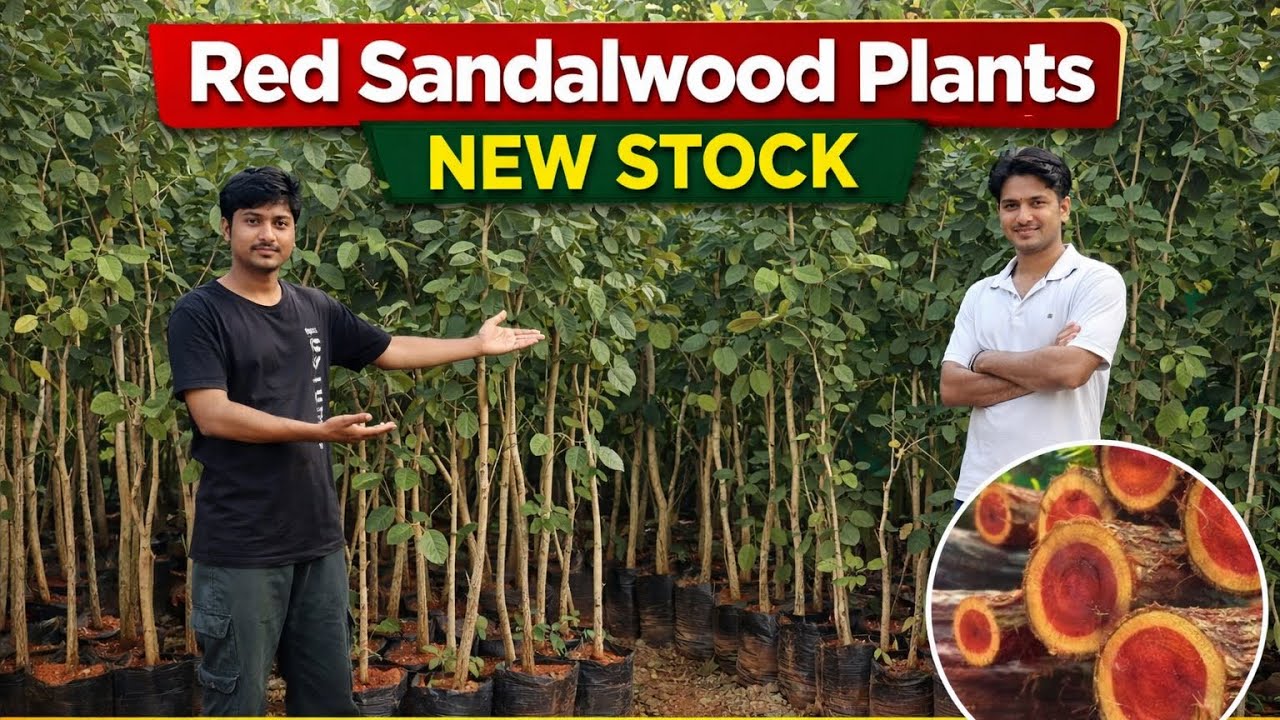 Red sandalwood Biggest wholesale nursery in Assam 😱 ||Call-9954797956||#redsandalfarmlands 