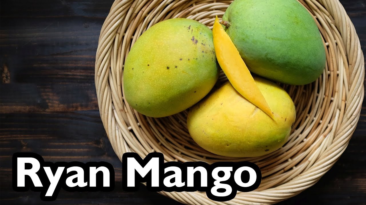 Truly Tropical Mango Varieties- &lsquo;Ryan&rsquo;
