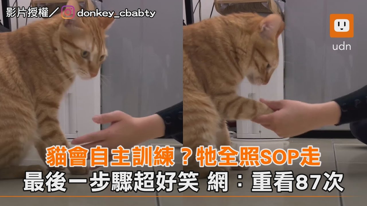 貓自主訓練SOP 最後1步驟 網:重看87次｜動物｜搞笑