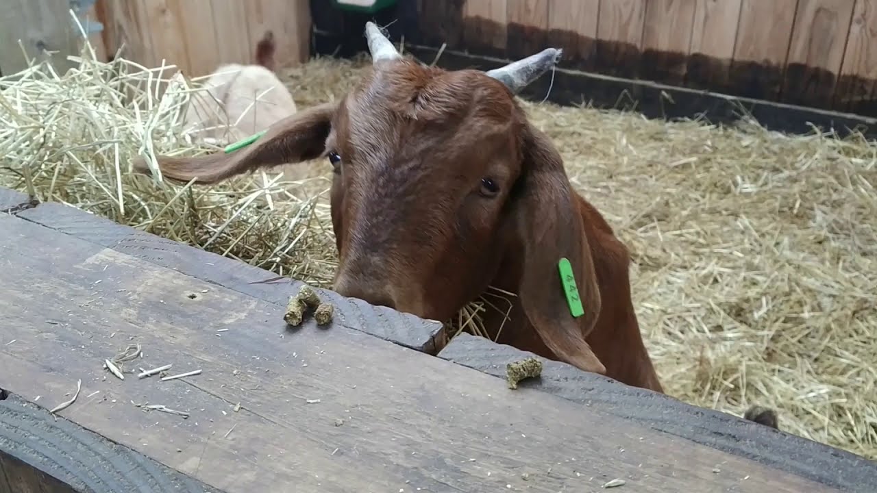 Shropshire & Herefordshire, part 3: Eardisley, Small Breeds Farm Park & Owl Centre,  Hopton Castle