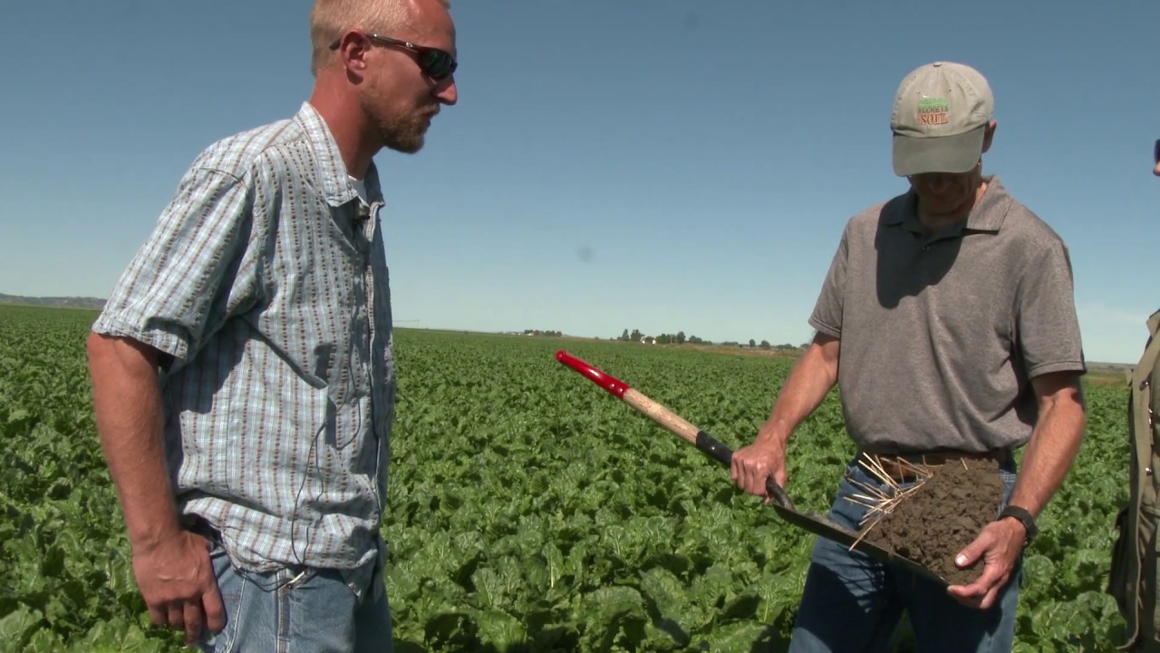 No-Till Sugar Beets in Montana: Producer Perspectives