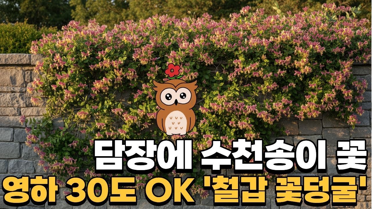 한 번 심고 30년 '꽃덩굴', 전국 노지 월동 골드플레임 인동