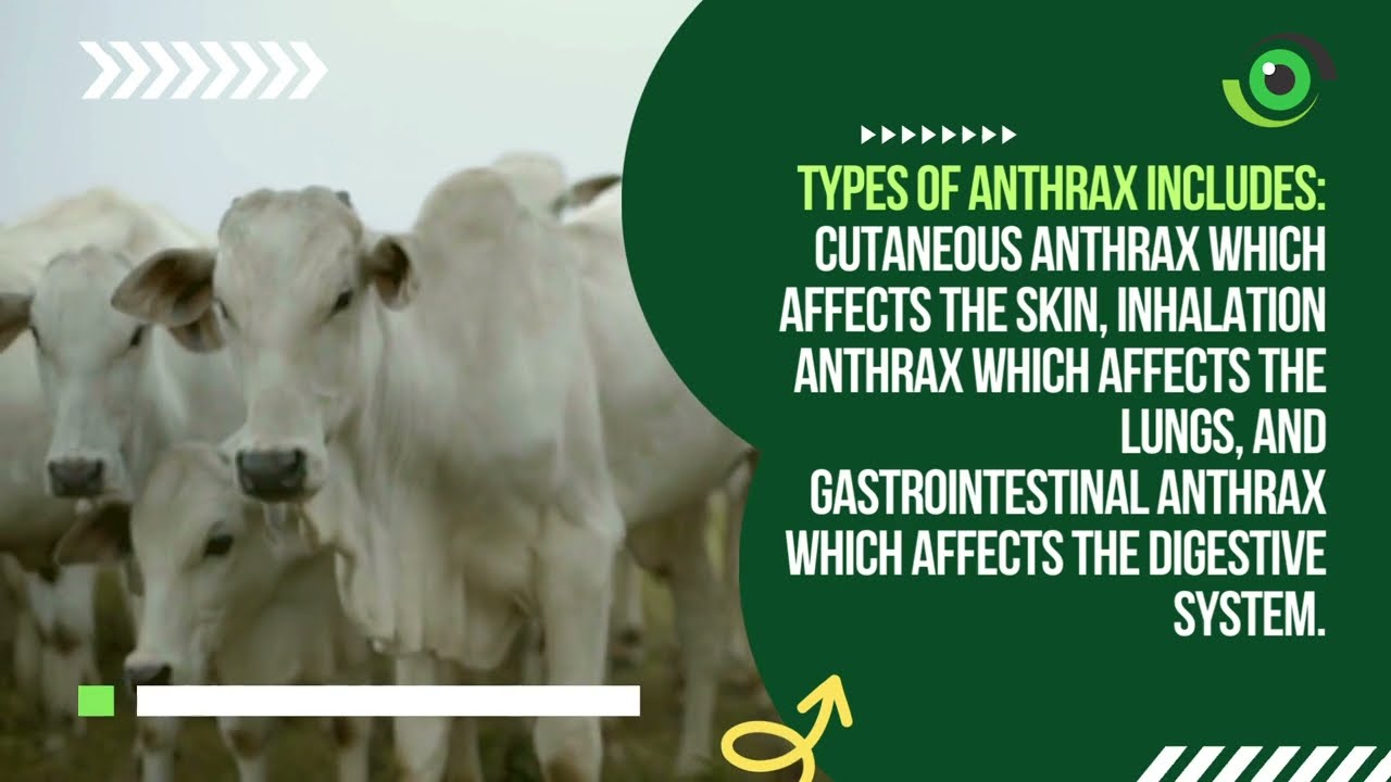 Anthrax | Symptoms, Modes of Transmission, and More You Need to Know About the Disease