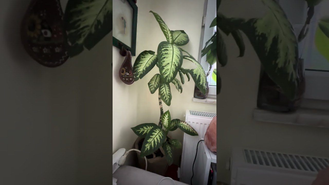 Difenbahya bakımı🌿 Difenbahya nasıl çoğaltılır?