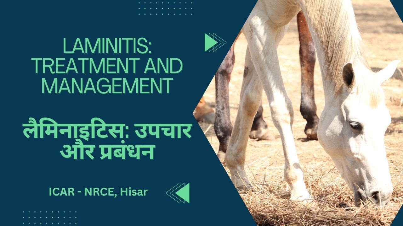 Prevention and Management of Laminitis in horses घोड़ो में लैमिनाइटिस ICAR-NRCE, Hisar