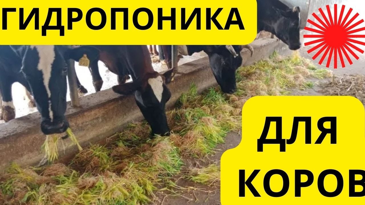 Гидропоника для коровы