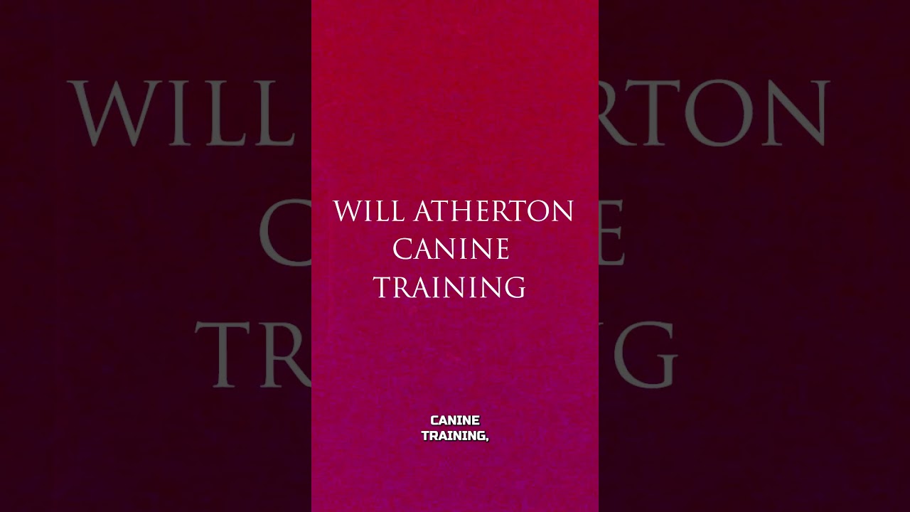 How Can A Dog Change Your Life?