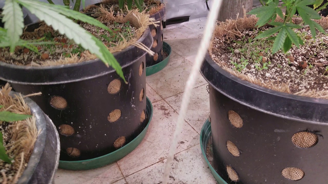 SpydrX Plus Fluence w/ CMH 315watt 4 weeks in Veg