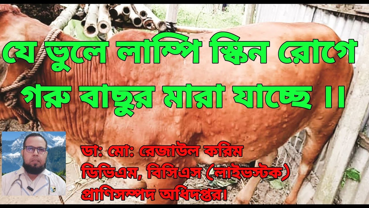 যে ভুলে লাম্পি স্কিন রোগ মারাত্মক হচ্ছে। The mistakes lead to the severity of LSD.