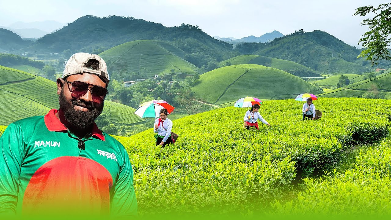 শ্রীমঙ্গল চা বাগান Sreemangal Tea Garden | শ্রীমঙ্গলের চা বাগান | Moulvibazar Sylhet