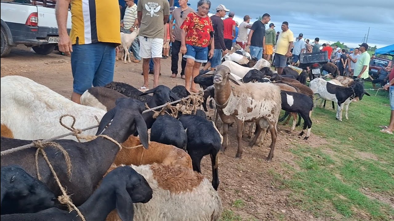 FEIRA DE CAPRINOS E OVINOS DE LAGOA DE PEDRAS-RN 09.03.2026