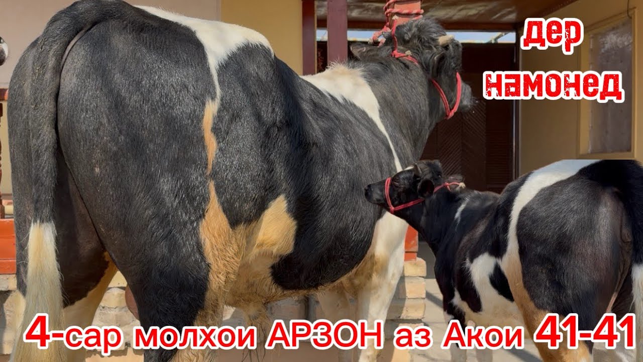 2-сар Букахои Арзон 4-сар молхои фуруши бо нарххои дастрас ба фуруш баромад имруз