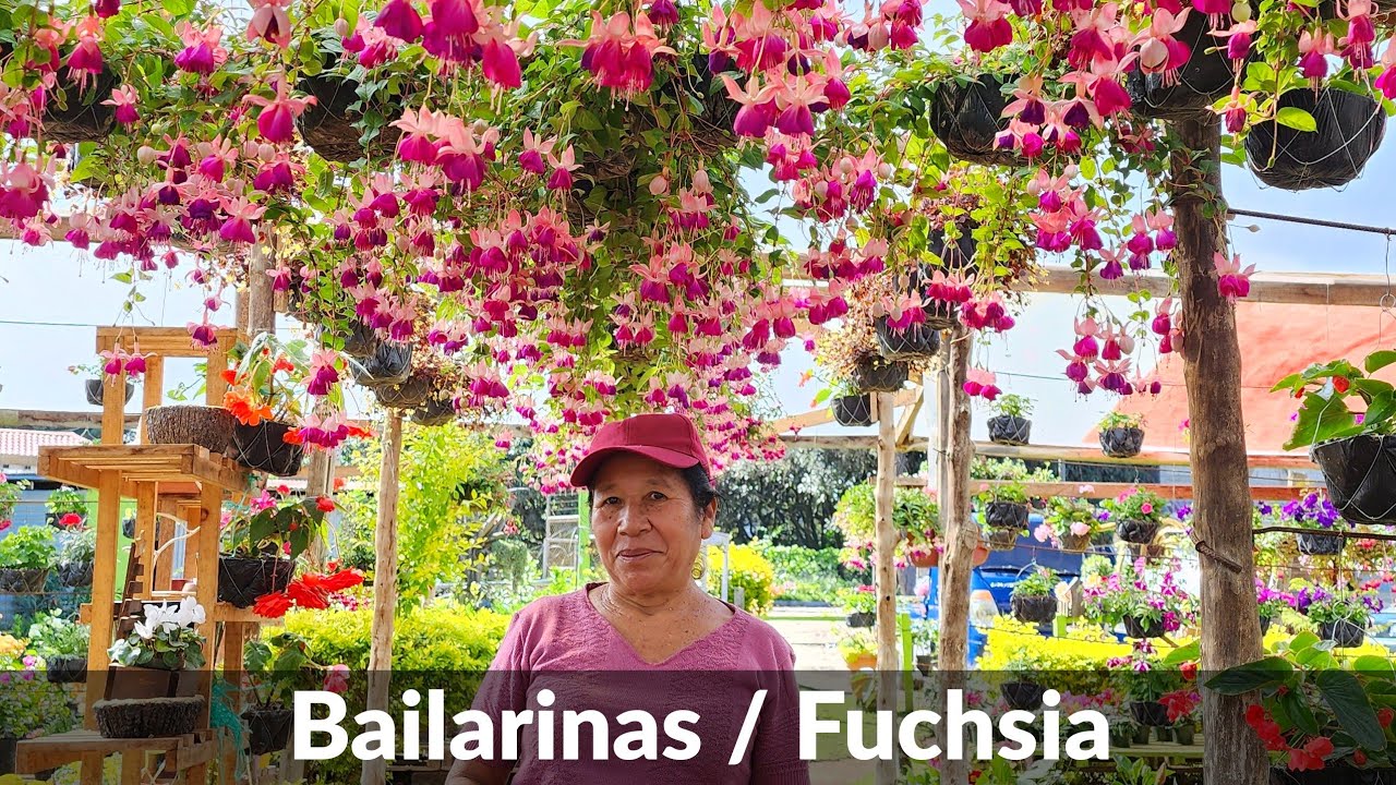 COMO cuidar y DONDE colocar tus PLANTAS BAILARINAS o ARETES para que SIEMPRE ESTEN HERMOSAS