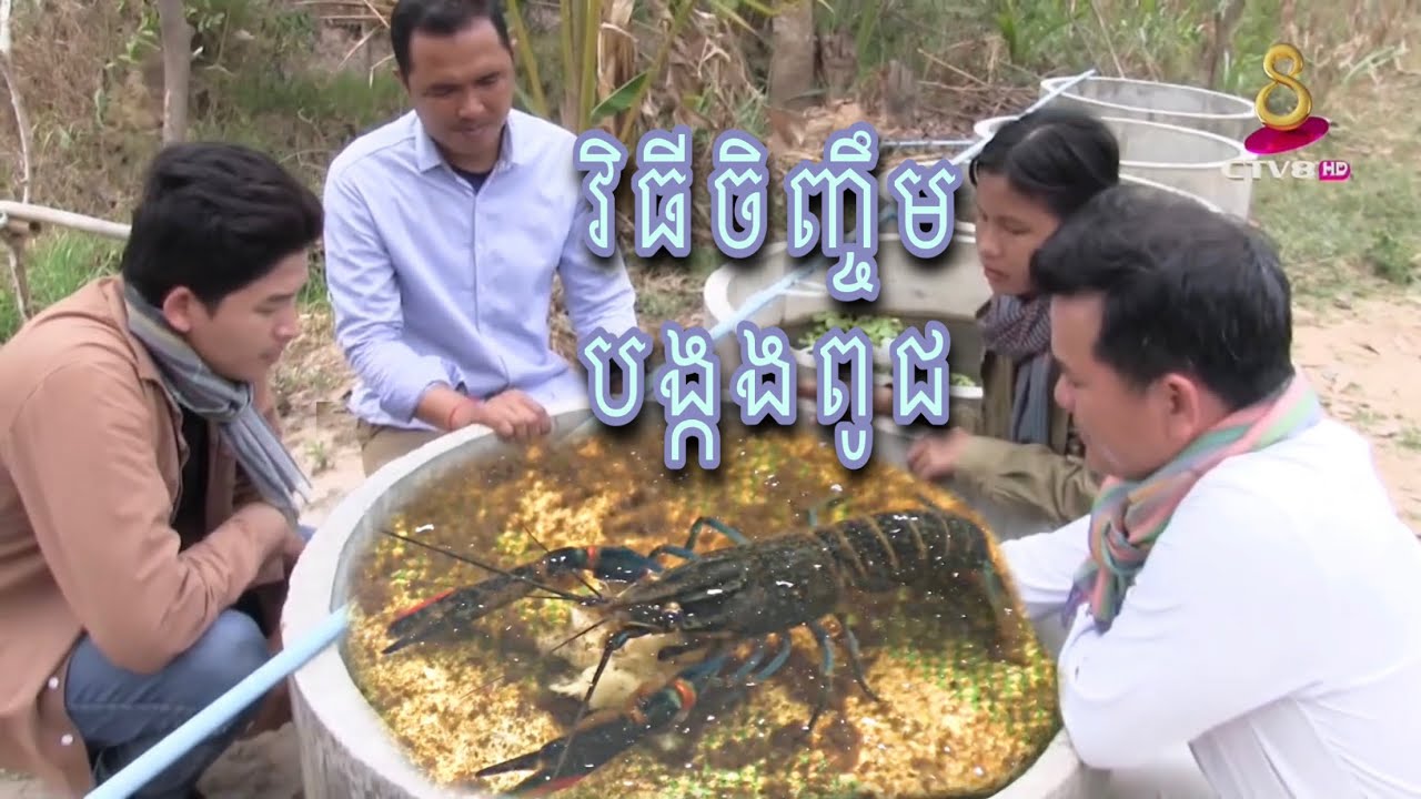 បច្ចេកទេសងាយៗ ក្នុងការចិញ្ចឹមបង្កងពូជ