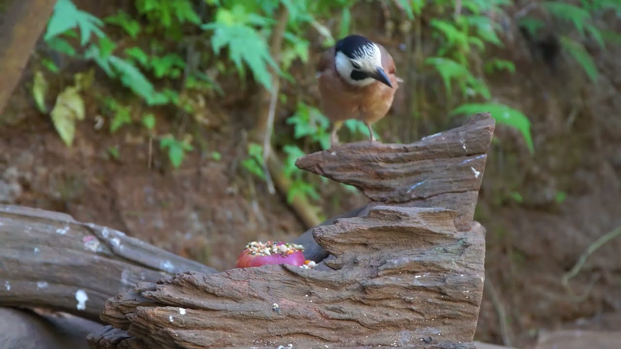 Cat TV for Cats to Watch 😺 Pleasing Birds, Chipmunks, Squirrels in the Forest 🐿 Autumn Nature 4K HDR