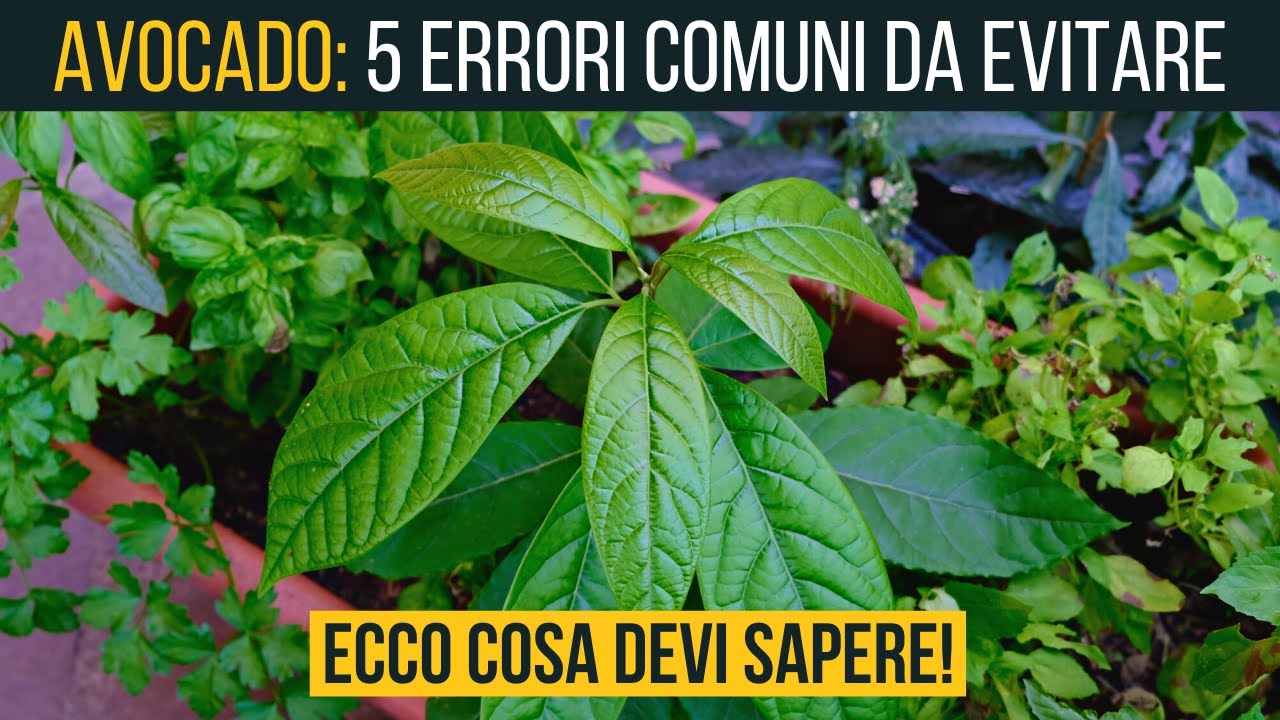 5 ERRORI COMUNI da evitare quando coltivi un AVOCADO🥑 | Food Stories