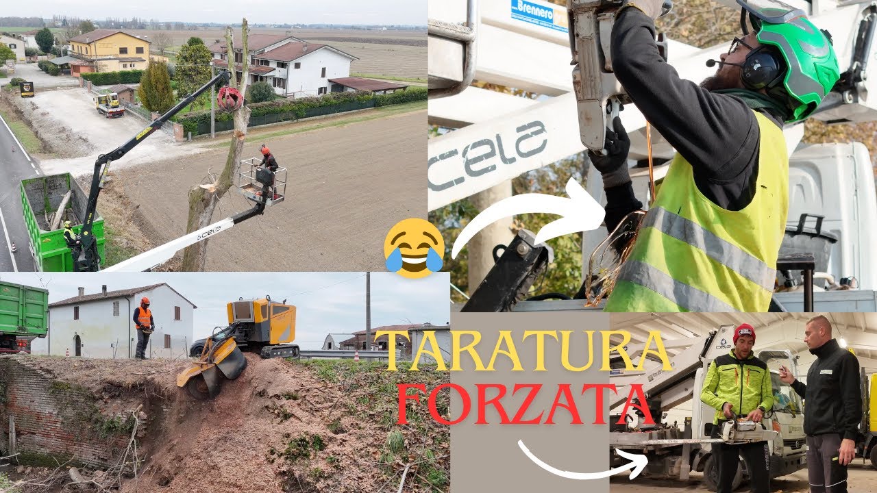 ABBATTIMENTO PLATANI MORTI IN STRADA CON FRESATURA CEPPI E SPIEGAZIONE TARATURA MOTOSEGA STIHL