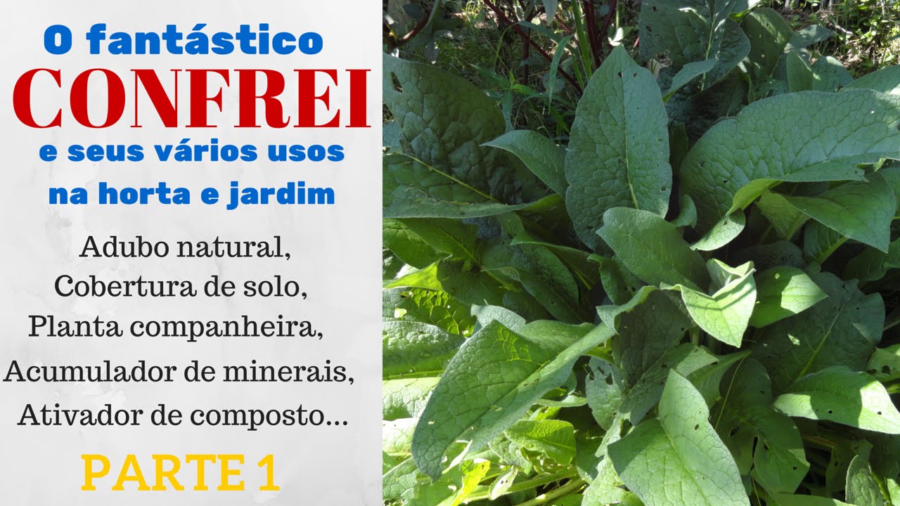 Confrei e seus vários usos na horta e jardim - Parte 1