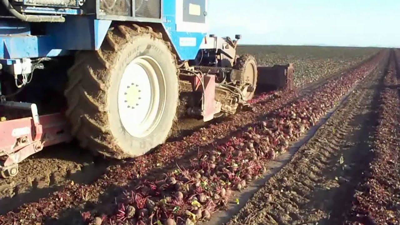 Arrachage + chargement de betteraves rouges ETA COUSIN