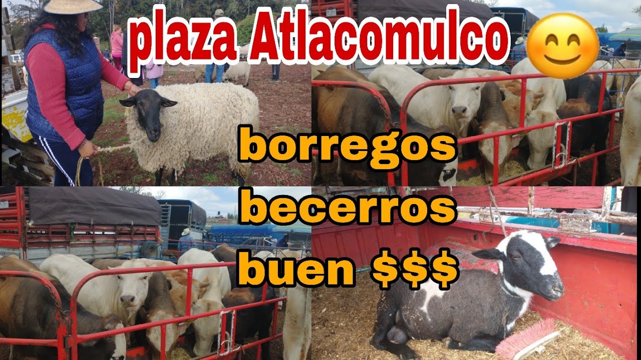 Atlacomulco Edo De MEXICO / plaza de animales dia Domingo