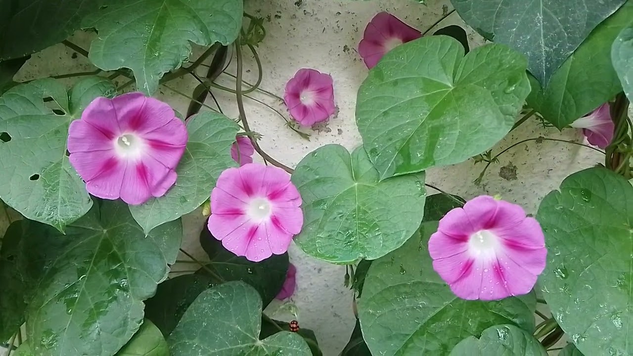 My Creepers and Climbers day by day / Day 30 - Cloudy