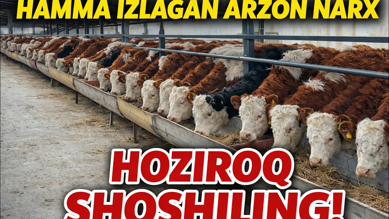 MANA HAMMA IZLAGAN ARZON NARXDA SEMENTALL GEREFODLAR 