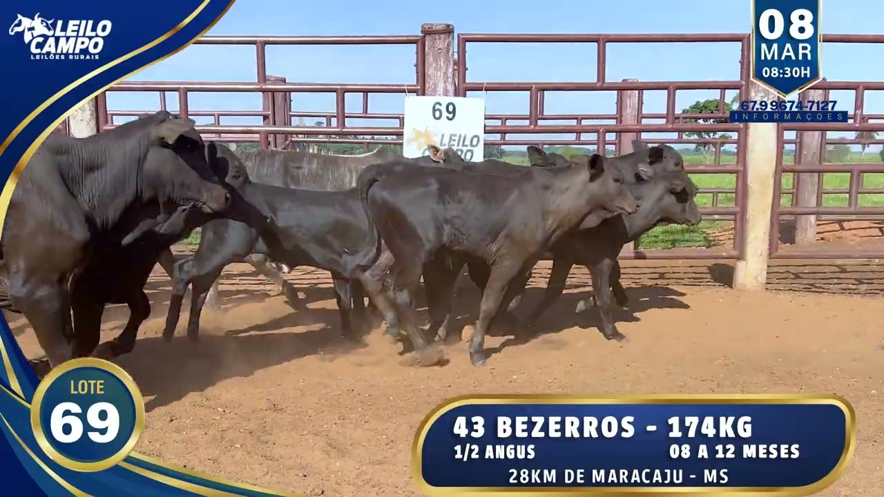 LOTE 69
