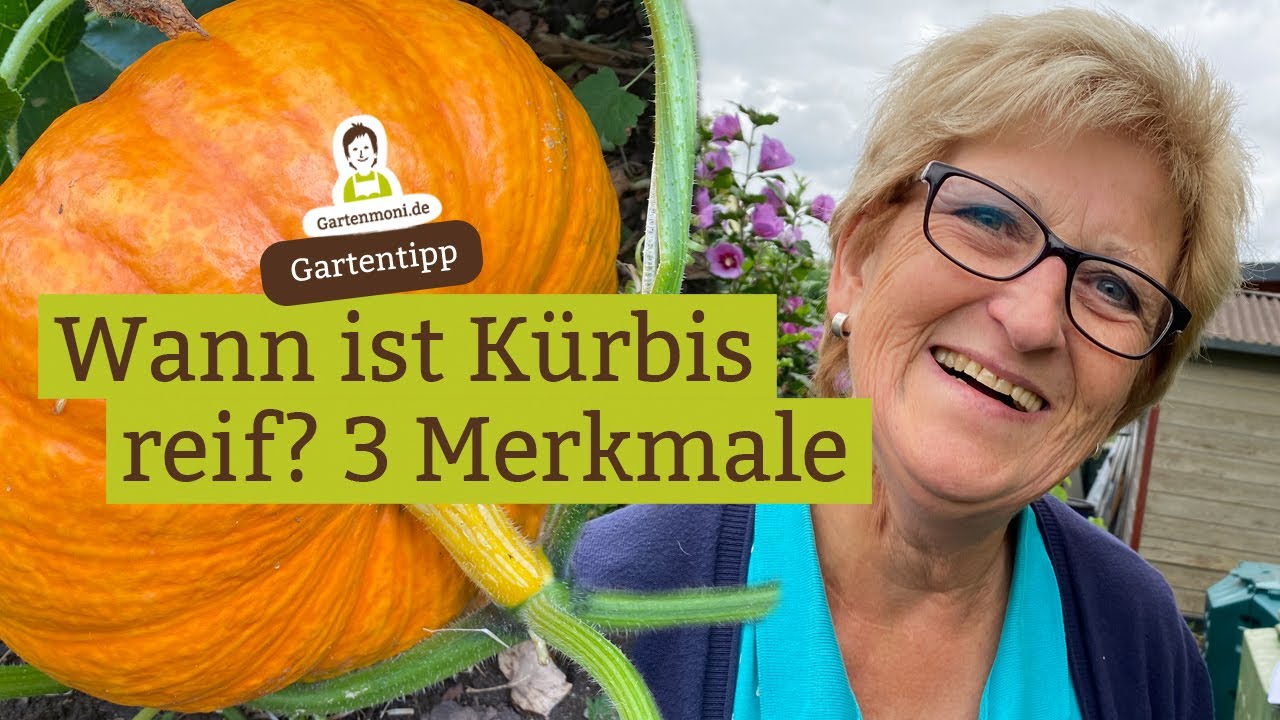 Wann ist Kürbis erntereif? 3 Möglichkeiten herauszufinden, wann du den Kürbis ernten kannst