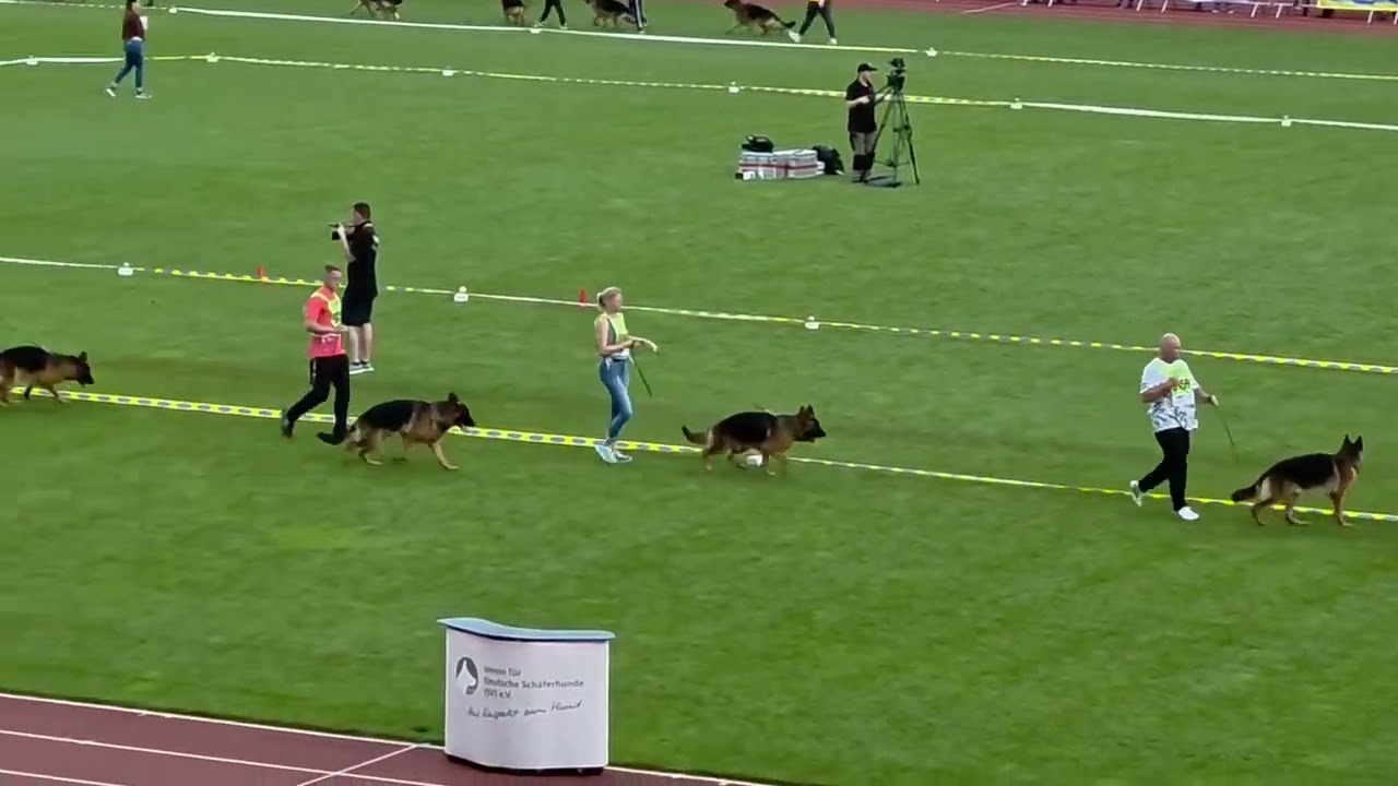 BSZS 2025 12 to 18 junior  Male  class 1st Ring #gsds #germanshepherd #1million #pets #pet #wold 